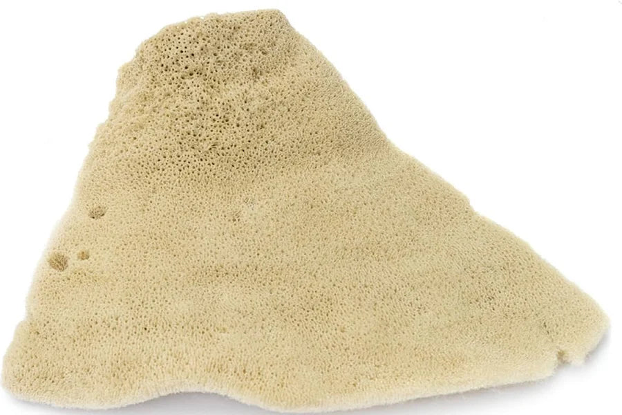 TM473 ELEPHANT EAR SPONGE, SMALL 1-2" EACH