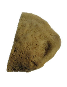 TM472 ELEPHANT EAR SPONGE, LARGE 4-5", EACH