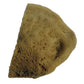 TM472 ELEPHANT EAR SPONGE, LARGE 4-5", EACH